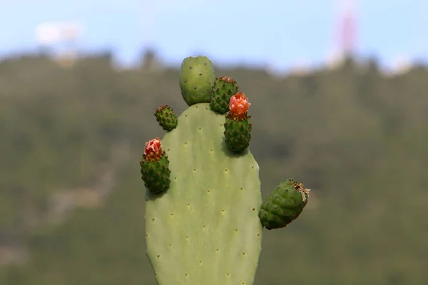 Duży Kłujący Kaktus Uprawiany Parku Miejskim Północnym Izraelu — Zdjęcie stockowe
