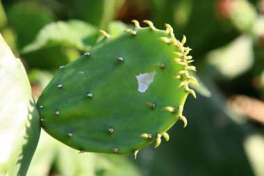 Kuzey İsrail 'de bir şehir parkında büyüyen büyük ve dikenli bir kaktüs. 