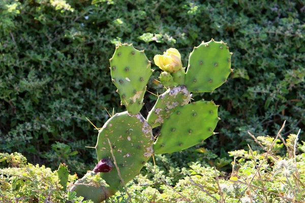 Een Grote Stekelige Cactus Gekweekt Een Stadspark Noord Israël — Stockfoto