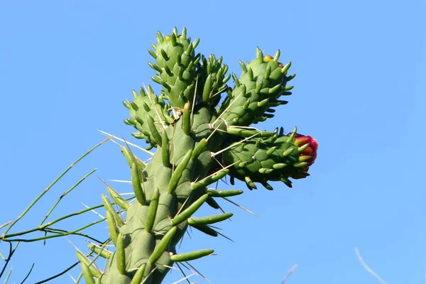 Egy Nagy Szúrós Kaktuszt Termesztettek Egy Észak Izraeli Városi Parkban — Stock Fotó