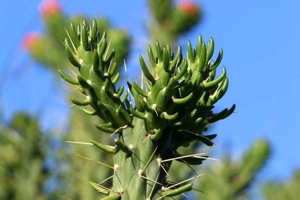 Cactus Mare Priceput Cultivat Într Parc Orașului Din Nordul Israelului — Fotografie, imagine de stoc