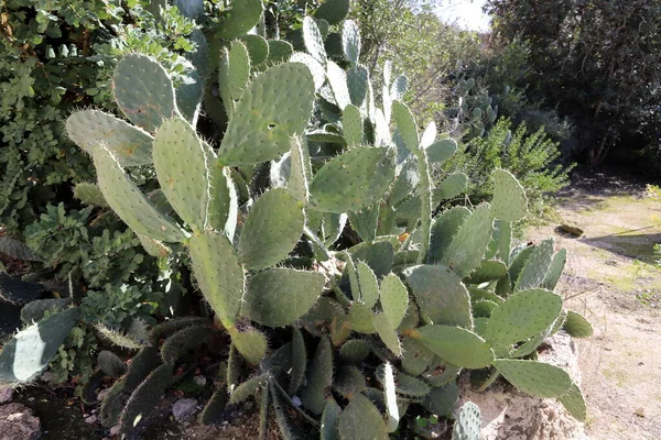 Cactus Grande Espinoso Cultivado Parque Ciudad Norte Israel —  Fotos de Stock
