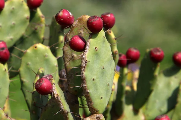 Cactus Grande Espinoso Cultivado Parque Ciudad Norte Israel — Foto de Stock