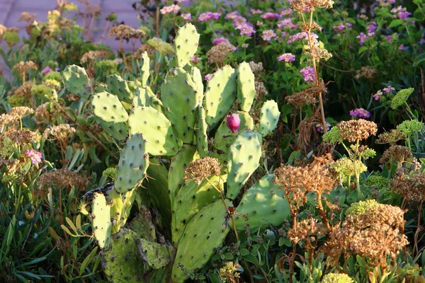 Grand Cactus Épineux Cultivé Dans Parc Urbain Dans Nord Israël — Photo