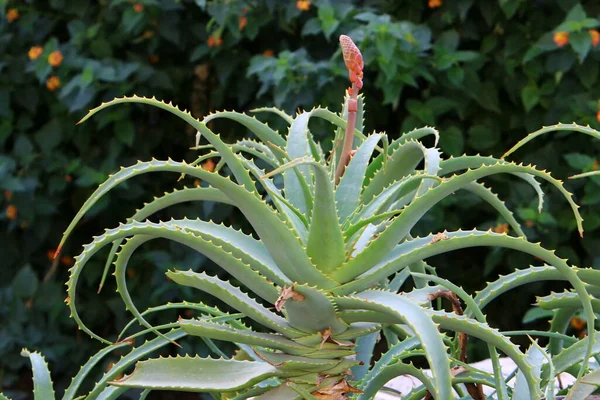 Een Grote Stekelige Cactus Gekweekt Een Stadspark Noord Israël — Stockfoto