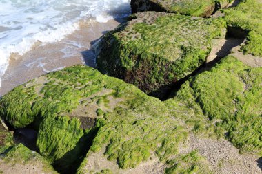 Kuzey İsrail 'de Akdeniz' deki kayalıklardaki yeşil yosunlar. İsrail 'de sıcak yaz. 