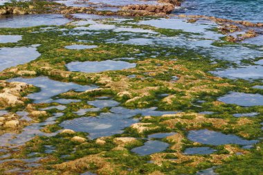 Kuzey İsrail 'de Akdeniz' deki kayalıklardaki yeşil yosunlar. İsrail 'de sıcak yaz. 