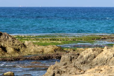 Kuzey İsrail 'de Akdeniz' deki kayalıklardaki yeşil yosunlar. İsrail 'de sıcak yaz. 