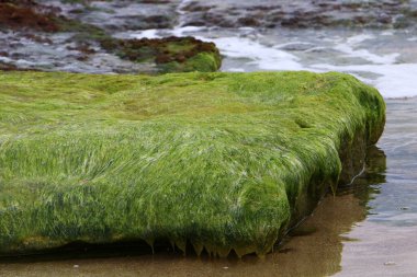 Kuzey İsrail 'de Akdeniz' deki kayalıklardaki yeşil yosunlar. İsrail 'de sıcak yaz. 
