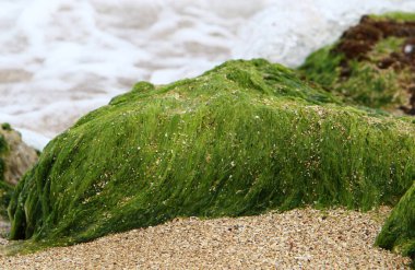 Kuzey İsrail 'de Akdeniz' deki kayalıklardaki yeşil yosunlar. İsrail 'de sıcak yaz. 
