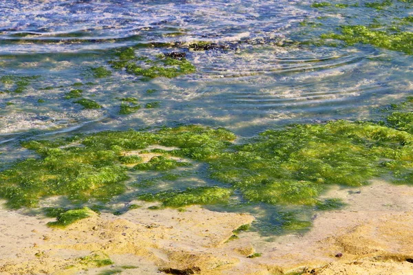 Зеленые Водоросли Скалах Средиземного Моря Севере Израиля Жаркое Лето Израиле — стоковое фото