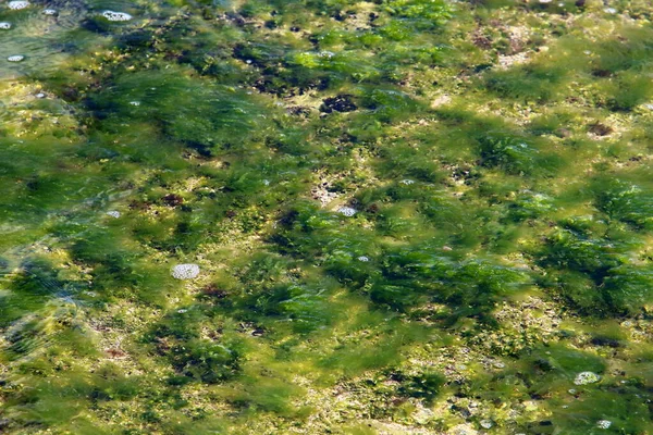 Groene Algen Rotsen Aan Middellandse Zee Het Noorden Van Israël — Stockfoto
