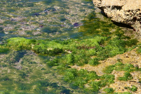 Зеленые Водоросли Скалах Средиземного Моря Севере Израиля Жаркое Лето Израиле — стоковое фото