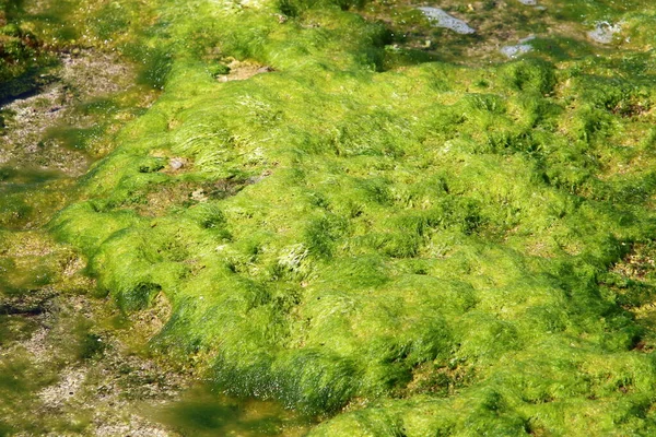 Gröna Alger Klippor Vid Medelhavet Norra Israel Varm Sommar Israel — Stockfoto