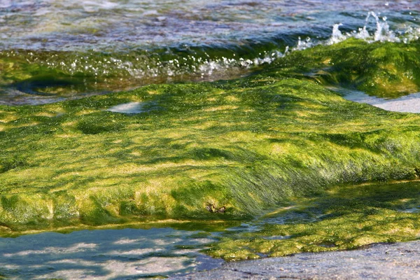 Algas Verdes Sobre Rocas Mar Mediterráneo Norte Israel Verano Caliente — Foto de Stock