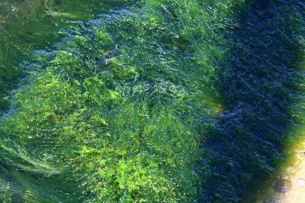 Green Algae Rocks Mediterranean Sea Northern Israel Hot Summer Israel — Stock Photo, Image