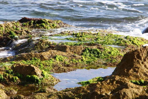 Zielone Algi Skałach Morza Śródziemnego Północnym Izraelu Gorące Lato Izraelu — Zdjęcie stockowe