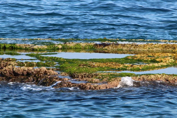 Algas Verdes Rochas Mar Mediterrâneo Norte Israel Verão Quente Israel — Fotografia de Stock