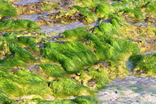 Algas Verdes Sobre Rocas Mar Mediterráneo Norte Israel Verano Caliente —  Fotos de Stock