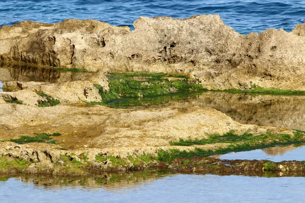 Gröna Alger Klippor Vid Medelhavet Norra Israel Varm Sommar Israel — Stockfoto