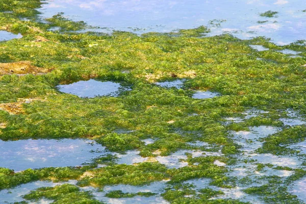 Zelené Řasy Skalách Středozemním Moři Severním Izraeli Horké Léto Izraeli — Stock fotografie