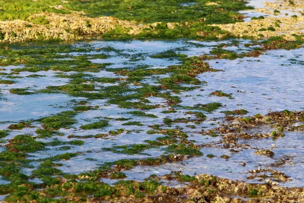 Algas Verdes Rochas Mar Mediterrâneo Norte Israel Verão Quente Israel — Fotografia de Stock
