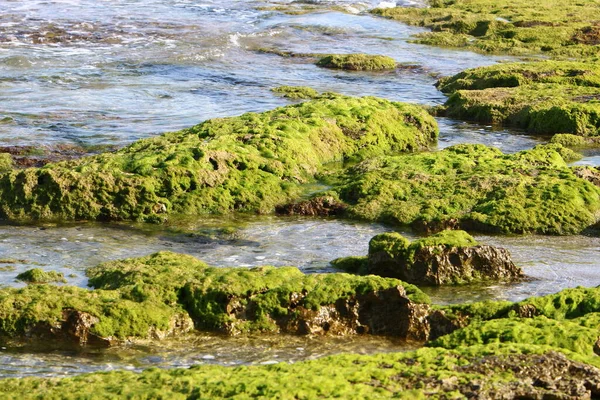 Zielone Algi Skałach Morza Śródziemnego Północnym Izraelu Gorące Lato Izraelu — Zdjęcie stockowe