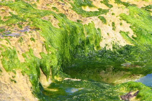 Зеленые Водоросли Скалах Средиземного Моря Севере Израиля Жаркое Лето Израиле — стоковое фото