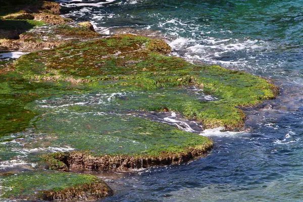 Kuzey Srail Akdeniz Deki Kayalıklardaki Yeşil Yosunlar Srail Sıcak Yaz — Stok fotoğraf