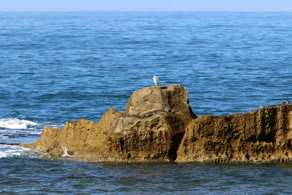 Большие Камни Лежат Берегу Средиземного Моря Северной Части Израиля — стоковое фото