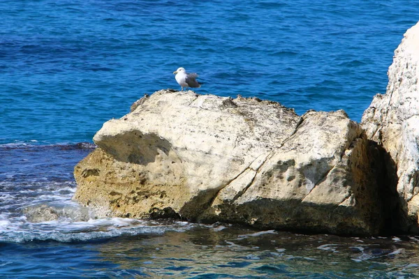 Grandi Pietre Trovano Sulle Rive Del Mar Mediterraneo Nel Nord — Foto Stock