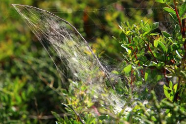 İsrail 'deki bir şehir parkındaki yeşil bitki dalları ve yaprakları üzerindeki örümcek ağı 