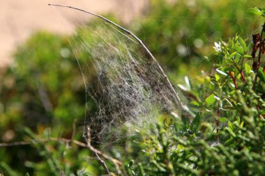 İsrail 'deki bir şehir parkındaki yeşil bitki dalları ve yaprakları üzerindeki örümcek ağı 