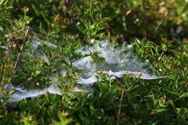 İsrail 'deki bir şehir parkındaki yeşil bitki dalları ve yaprakları üzerindeki örümcek ağı 