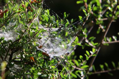 İsrail 'deki bir şehir parkındaki yeşil bitki dalları ve yaprakları üzerindeki örümcek ağı 