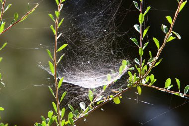 İsrail 'deki bir şehir parkındaki yeşil bitki dalları ve yaprakları üzerindeki örümcek ağı 