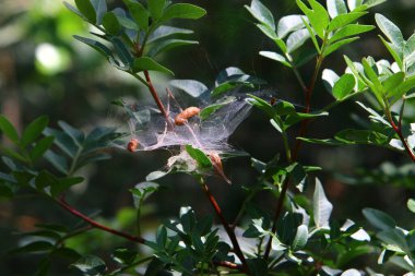 İsrail 'deki bir şehir parkındaki yeşil bitki dalları ve yaprakları üzerindeki örümcek ağı 