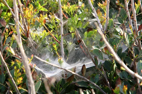 Spinnenweb Takken Bladeren Van Groene Planten Een Stadspark Israël — Stockfoto