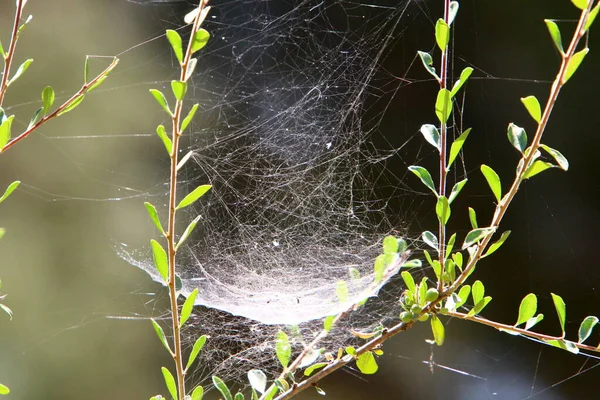 Toile Araignée Sur Les Branches Les Feuilles Plantes Vertes Dans — Photo