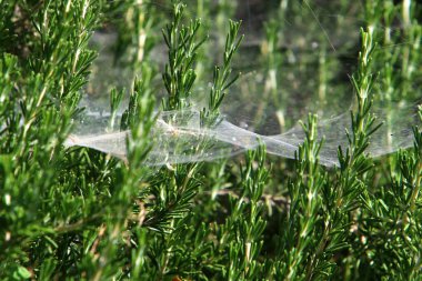 İsrail 'deki bir şehir parkındaki yeşil bitki dalları ve yaprakları üzerindeki örümcek ağı 
