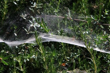 İsrail 'deki bir şehir parkındaki yeşil bitki dalları ve yaprakları üzerindeki örümcek ağı 