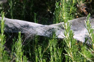 İsrail 'deki bir şehir parkındaki yeşil bitki dalları ve yaprakları üzerindeki örümcek ağı 