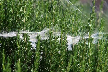 İsrail 'deki bir şehir parkındaki yeşil bitki dalları ve yaprakları üzerindeki örümcek ağı 