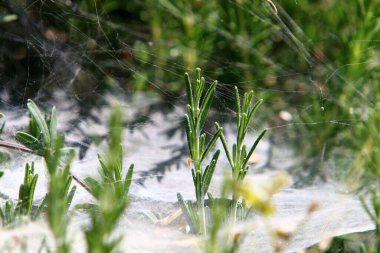 İsrail 'deki bir şehir parkındaki yeşil bitki dalları ve yaprakları üzerindeki örümcek ağı 
