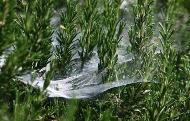 İsrail 'deki bir şehir parkındaki yeşil bitki dalları ve yaprakları üzerindeki örümcek ağı 