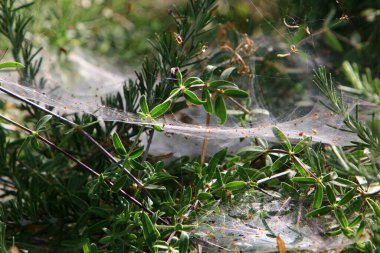İsrail 'deki bir şehir parkındaki yeşil bitki dalları ve yaprakları üzerindeki örümcek ağı 