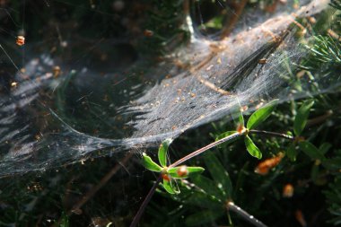 İsrail 'deki bir şehir parkındaki yeşil bitki dalları ve yaprakları üzerindeki örümcek ağı 
