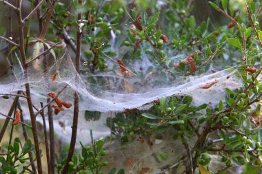 İsrail 'deki bir şehir parkındaki yeşil bitki dalları ve yaprakları üzerindeki örümcek ağı 