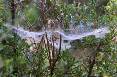 İsrail 'deki bir şehir parkındaki yeşil bitki dalları ve yaprakları üzerindeki örümcek ağı 
