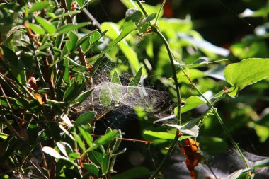 İsrail 'deki bir şehir parkındaki yeşil bitki dalları ve yaprakları üzerindeki örümcek ağı 